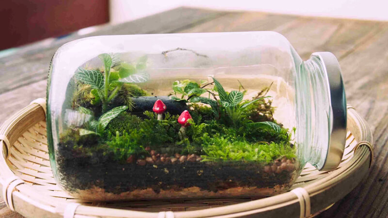 Cách chăm sóc Terrarium đơn giản nhất