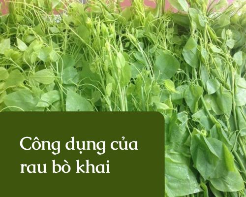 cong-dung-cua-rau-bo-khai