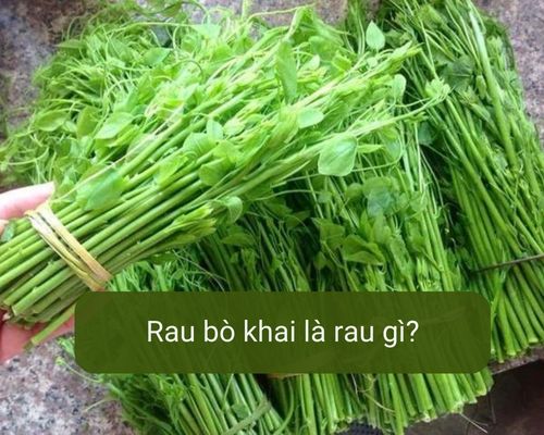 rau-bo-khai-la-rau-gi